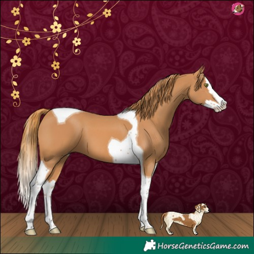 Horse Color:Chestnut Splash Tobiano 