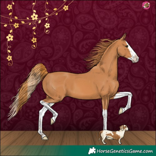 Horse Color:Chestnut Splash 
