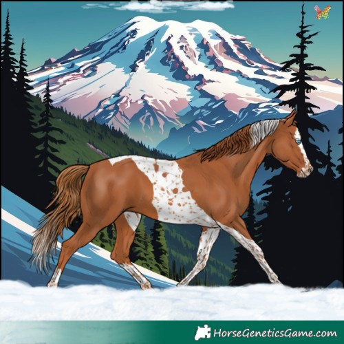 Horse Color:Chestnut Splash Tobiano 