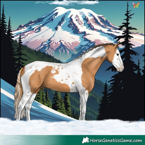 Horse Color:Chestnut Splash Tobiano 