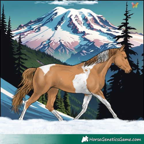 Horse Color:Chestnut Tobiano 