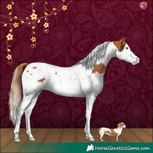 Horse Color:Chestnut Splash Tobiano 