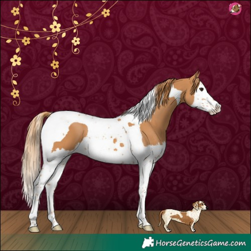 Horse Color:Chestnut Splash Tobiano 