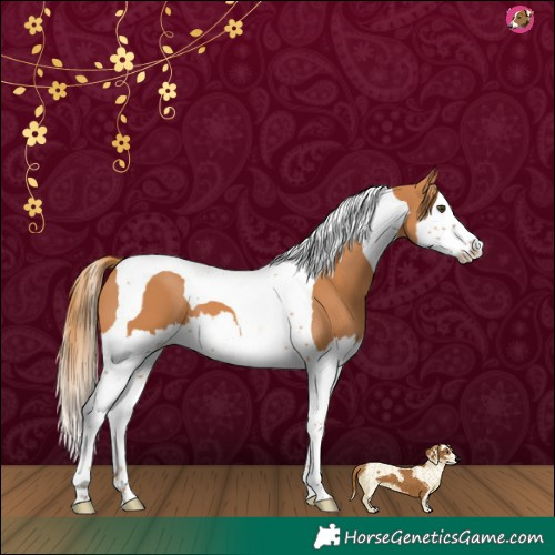 Horse Color:Chestnut Splash Tobiano 