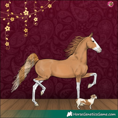 Horse Color:Chestnut Splash 