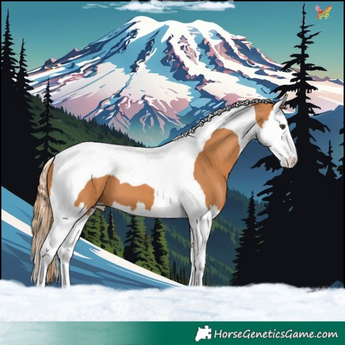 Horse Color:Chestnut Splash Tobiano 