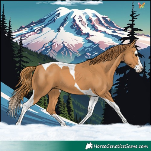 Horse Color:Chestnut Splash Tobiano 