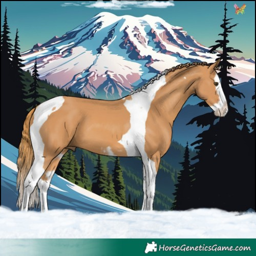 Horse Color:Chestnut Splash Tobiano 