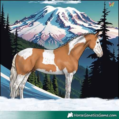Horse Color:Chestnut Splash Tobiano