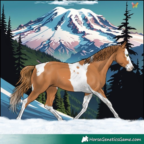 Horse Color:Chestnut Splash Tobiano 