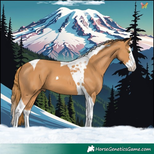 Horse Color:Chestnut Splash Tobiano 