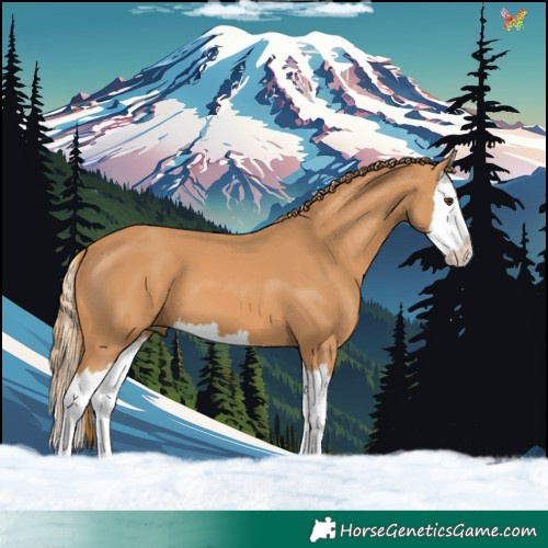 Horse Color:Chestnut Splash 