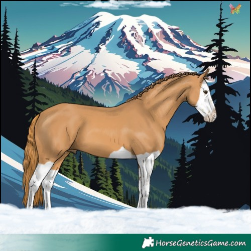 Horse Color:Chestnut Splash 