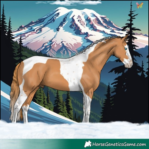Horse Color:Chestnut Splash Tobiano 