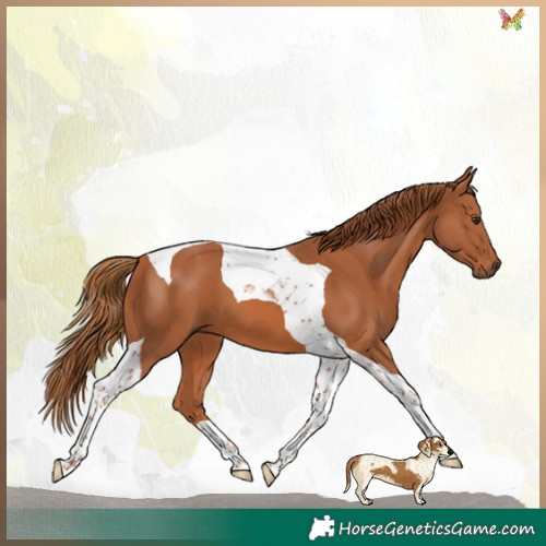 Horse Color:Chestnut Tobiano 