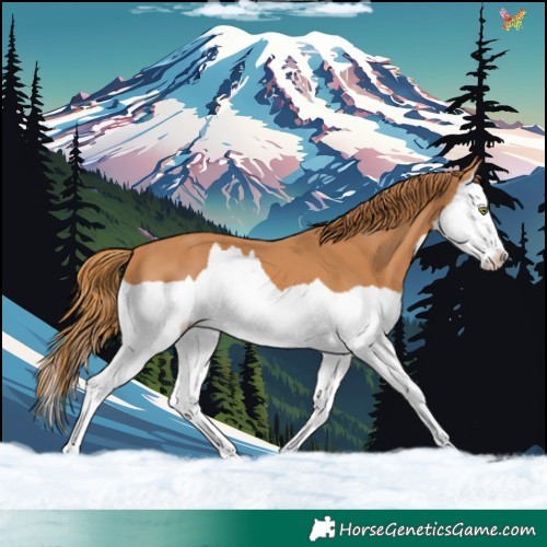 Horse Color:Chestnut Splash