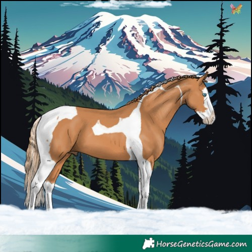 Horse Color:Chestnut Splash Tobiano 