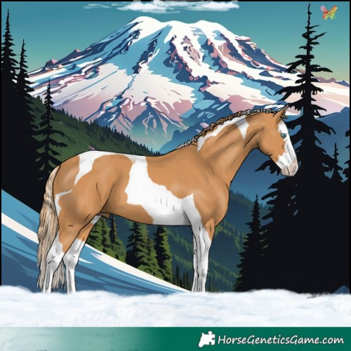 Horse Color:Chestnut Splash Tobiano 