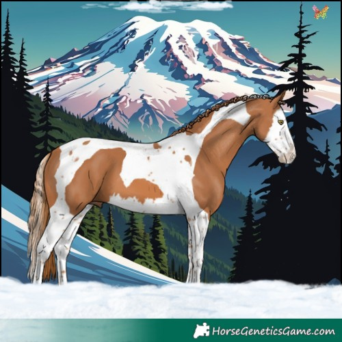 Horse Color:Chestnut Splash Tobiano