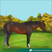 Horse Color:Brown 