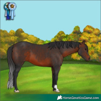 Horse Color:Brown 