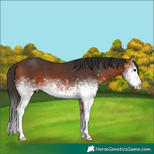 Horse Color:White Spotted Bay 