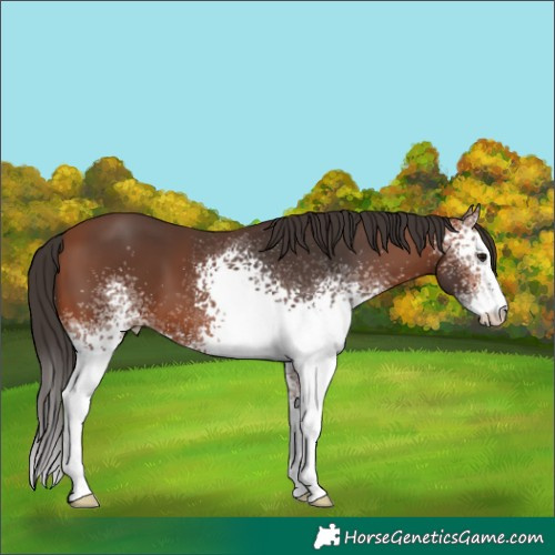 Horse Color:White Spotted Bay Sabino 