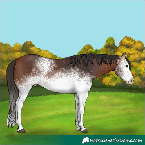 Horse Color:White Spotted Bay