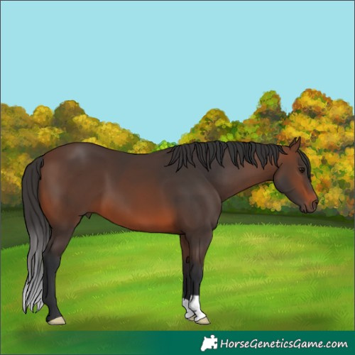 Horse Color:Brown 