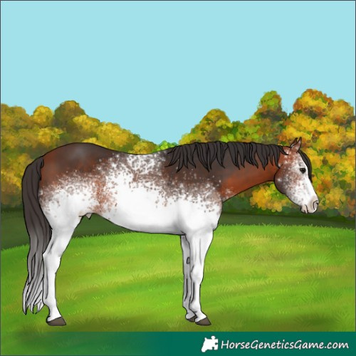 Horse Color:White Spotted Bay 