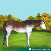 Horse Color:White Spotted Bay 