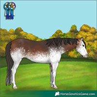 Horse Color:White Spotted Bay 