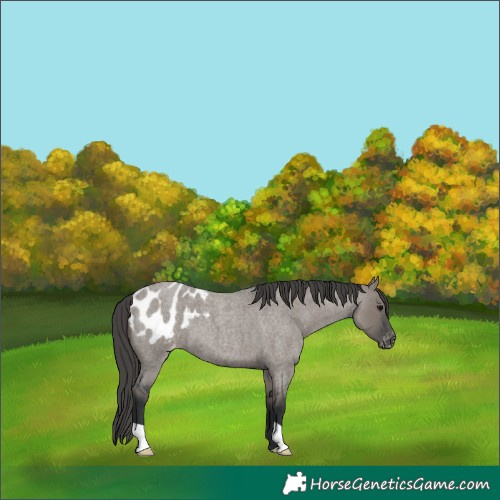 Horse Color:Grullo Roan Appaloosa 