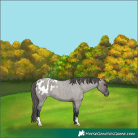 Horse Color:Grullo Roan Blanket