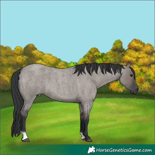 Horse Color:Grullo Roan 