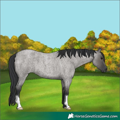 Horse Color:Grullo Roan
