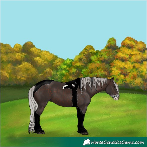 Horse Color:Silver Brown Sabino Tobiano 