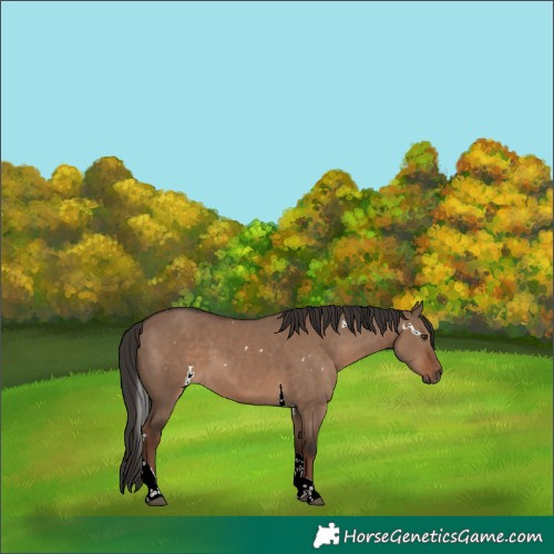 Horse Color:White Spotted Liver Red Dun Tobiano 