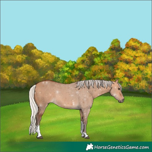 Horse Color:Silver Bay Dun Sabino Tobiano