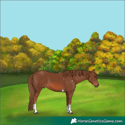 Horse Color:Chestnut Tobiano