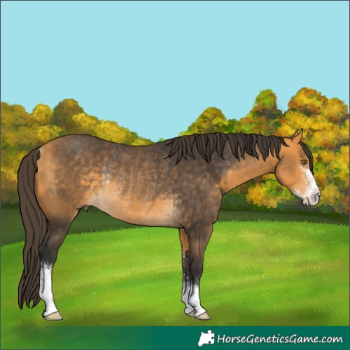 Horse Color:Buckskin Sabino Rabicano 