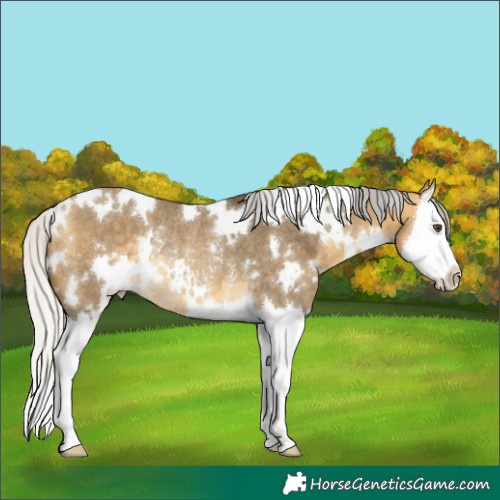 Horse Color:White Spotted Silver Buckskin Dun Splash Rabicano 