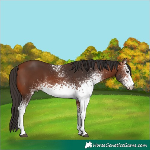 Horse Color:White Spotted Bay