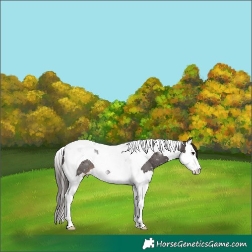 Horse Color:Liver Chestnut Splash Tobiano