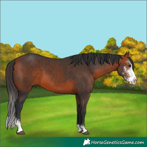 Horse Color:Bay Sabino 