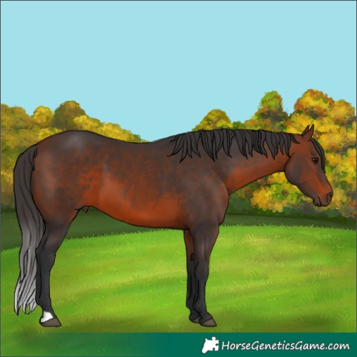 Horse Color:Brown 