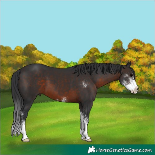 Horse Color:Brown Sabino