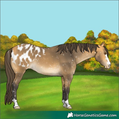 Horse Color:Buckskin Appaloosa 