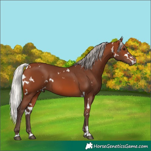 Horse Color:White Spotted Silver Brown 