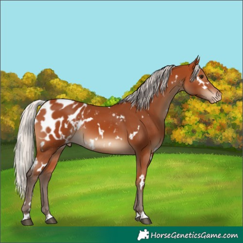 Horse Color:White Spotted Silver Bay Appaloosa 